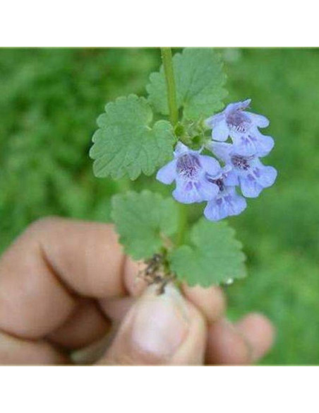 Bluszczyk kurdybanek Glechoma hederacea