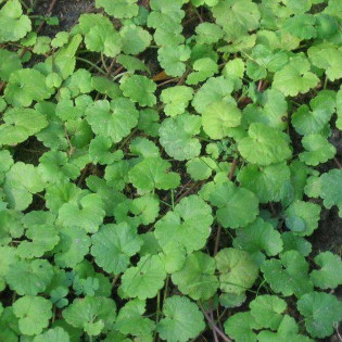 Bluszczyk kurdybanek Glechoma hederacea 2