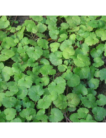 Glechoma hederacea Bluszczyk kurdybanek