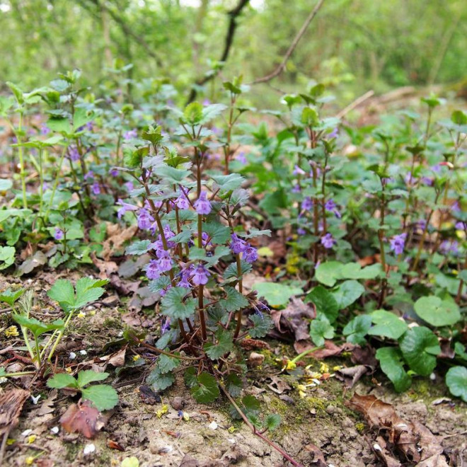 Kurdybanek bluszczyk Glechoma hederacea
