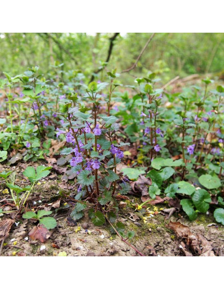 Kurdybanek bluszczyk Glechoma hederacea