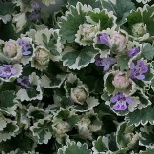 Bluszczyk kurdybanek Variegata Glechoma hederacea