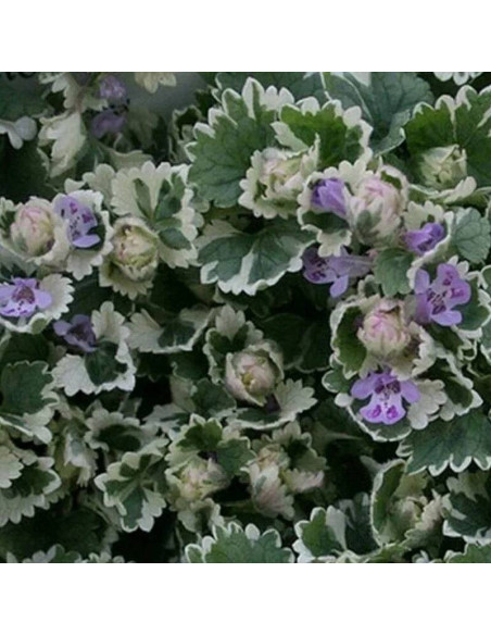 Bluszczyk kurdybanek Variegata Glechoma hederacea