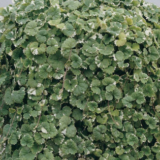 Bluszczyk kurdybanek Variegata Glechoma hederacea 2