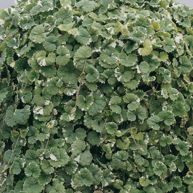 Variegata Glechoma hederacea Bluszczyk kurdybanek