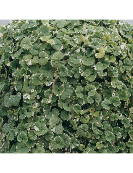 Variegata Glechoma hederacea Bluszczyk kurdybanek