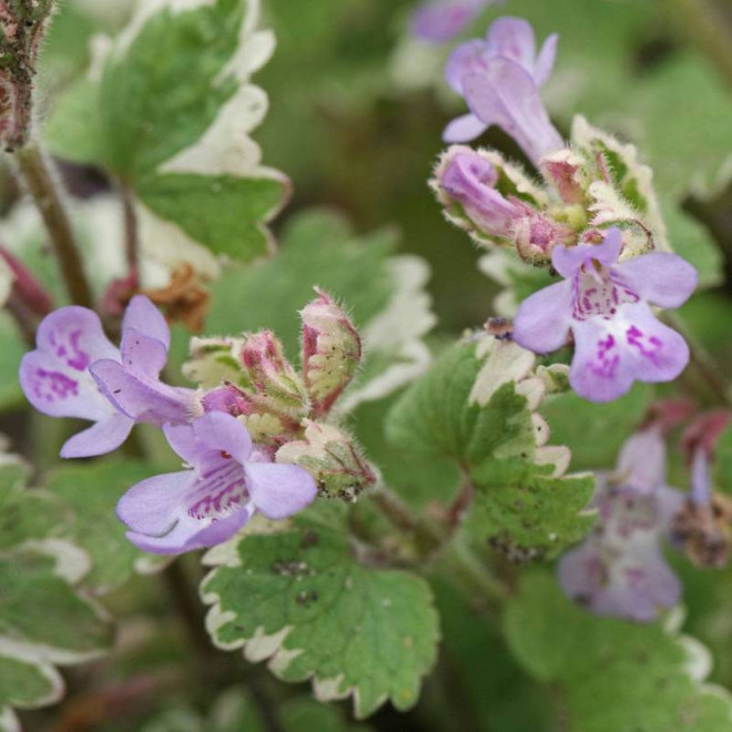 Bluszczyk kurdybanek Glechoma hederacea Variegata