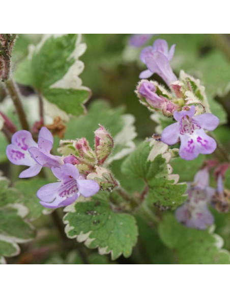 Bluszczyk kurdybanek Glechoma hederacea Variegata
