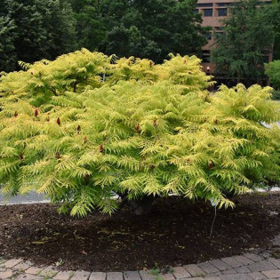 TIGER EYES Bailtiger Rhus typhina Sumak octowiec