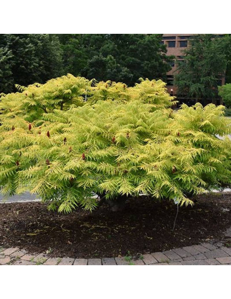 TIGER EYES Bailtiger Rhus typhina Sumak octowiec
