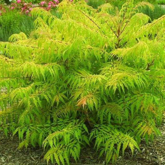 Sumak octowiec TIGER EYES Bailtiger Rhus typhina