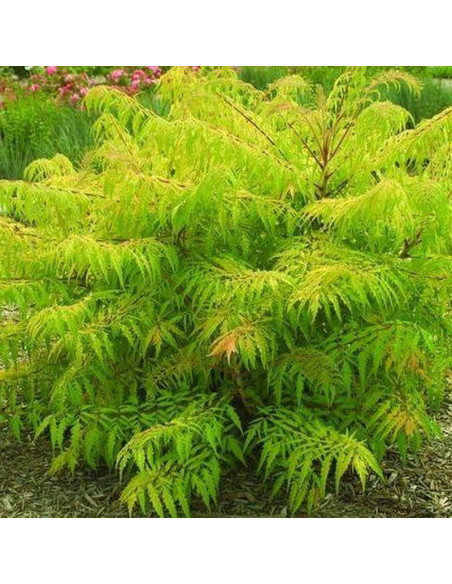 Sumak octowiec TIGER EYES Bailtiger Rhus typhina