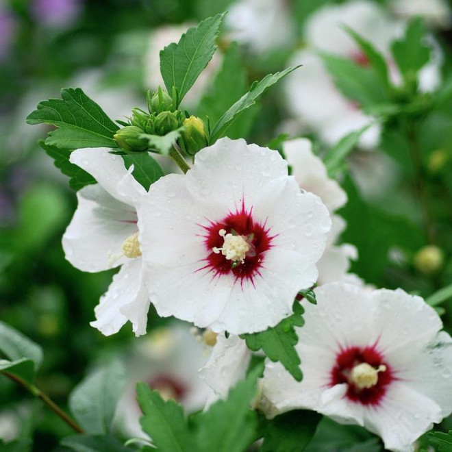 Ketmia syryjska Red Heart Hibiscus syriacus