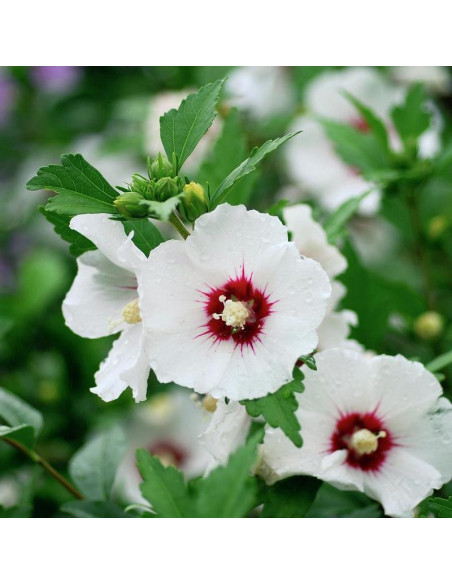 Ketmia syryjska Red Heart Hibiscus syriacus