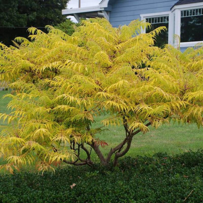 Sumak octowiec Bailtiger Rhus typhina TIGER EYES