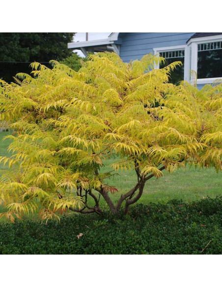 Sumak octowiec Bailtiger Rhus typhina TIGER EYES