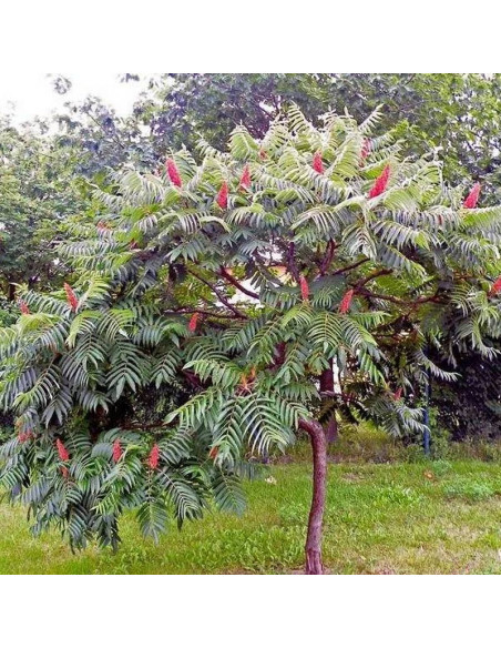 Sumak octowiec Dissecta Rhus typhina