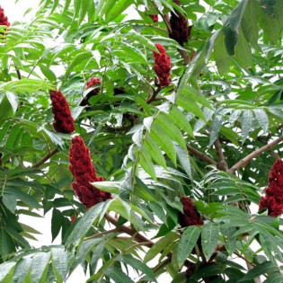 Sumak octowiec Dissecta Rhus typhina 2