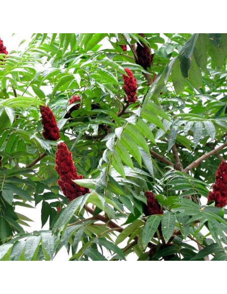 Dissecta Rhus typhina Sumak octowiec