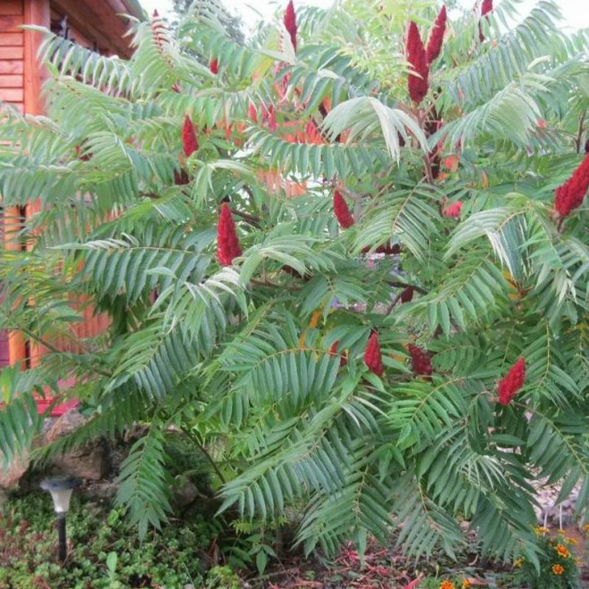 Sumak octowiec Rhus typhina Dissecta