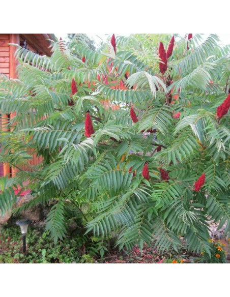 Sumak octowiec Rhus typhina Dissecta