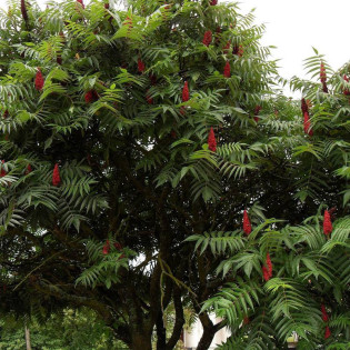 Rhus typhina Sumak octowiec