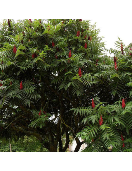 Rhus typhina Sumak octowiec