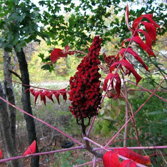 Sumak octowiec Rhus typhina