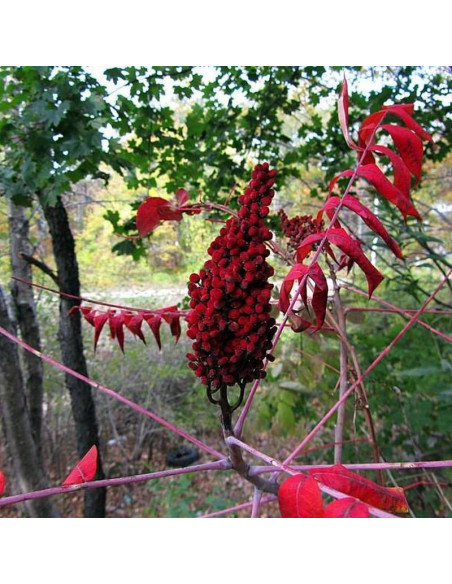 Sumak octowiec Rhus typhina