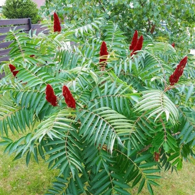 Octowiec sumak Rhus typhina