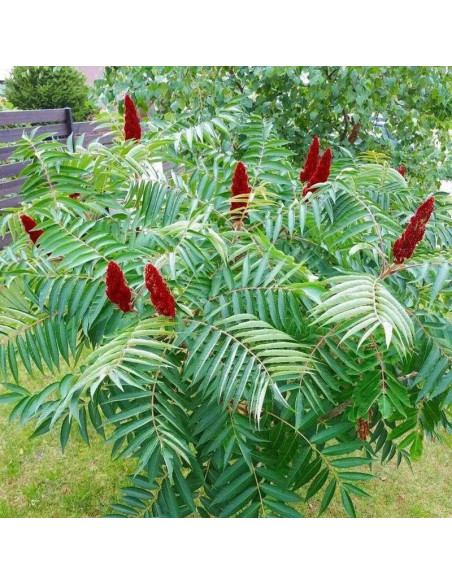 Octowiec sumak Rhus typhina