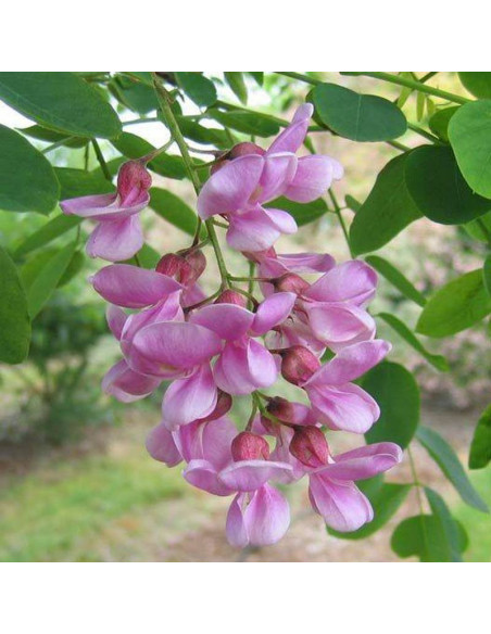 Robinia Purple Robe Robinia