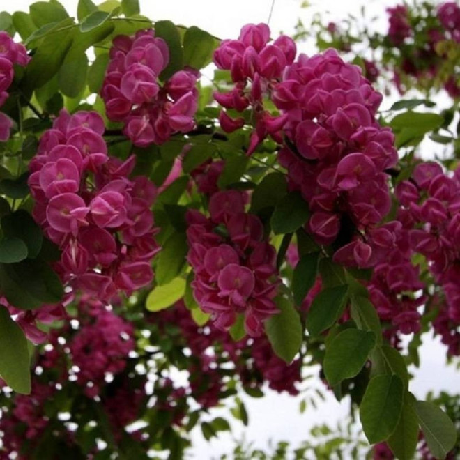 Robe Robinia Robinia Purple
