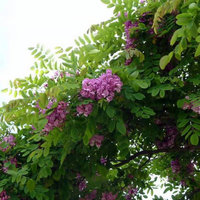 Robinia Robinia Purple Robe