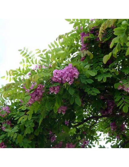 Robinia Robinia Purple Robe