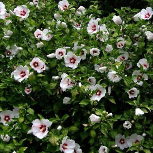 Ketmia syryjska Red Heart Hibiscus syriacus 2