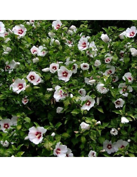 Hibiscus syriacus Ketmia syryjska Red Heart