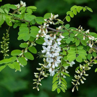 Robinia akacjowa Unifolia Robinia pseudoacacia