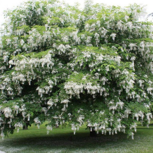 Robinia akacjowa Unifolia Robinia pseudoacacia 2