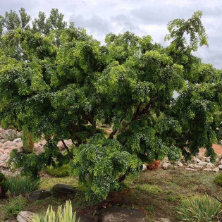 TWISTY BABY Lace Lady Robinia pseudoacacia Robinia akacjowa