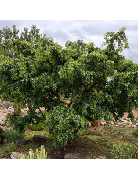 TWISTY BABY Lace Lady Robinia pseudoacacia Robinia akacjowa