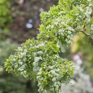 TWISTY BABY Lace Lady Robinia pseudoacacia Robinia akacjowa 2