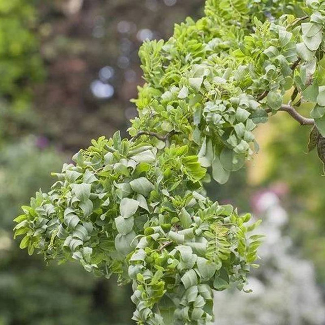 Robinia akacjowa TWISTY BABY Lace Lady Robinia pseudoacacia
