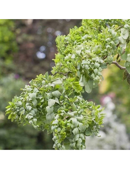 Robinia akacjowa TWISTY BABY Lace Lady Robinia pseudoacacia