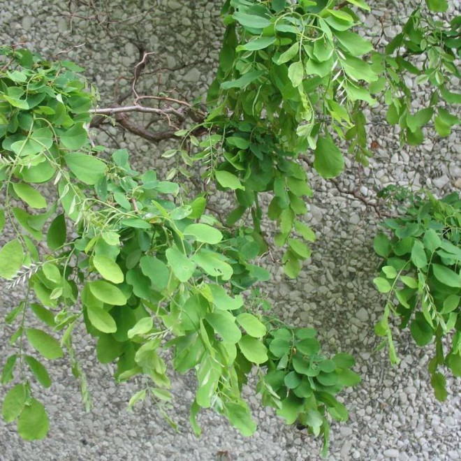 Robinia akacjowa Lace Lady Robinia pseudoacacia TWISTY BABY