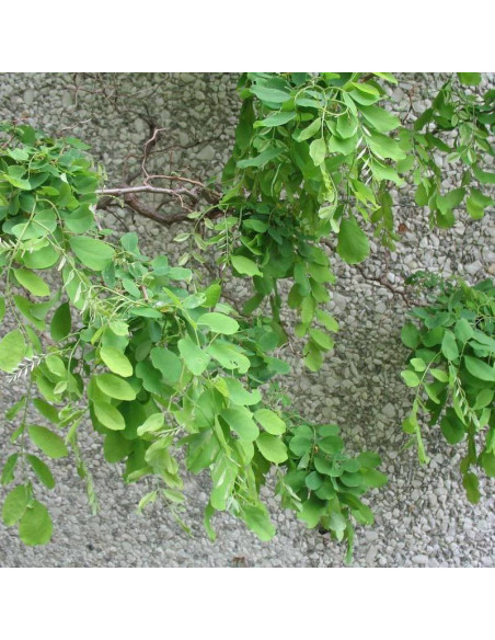 Robinia akacjowa Lace Lady Robinia pseudoacacia TWISTY BABY