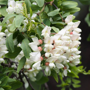Robinia akacjowa Tortuosa Nana Robinia pseudoacacia