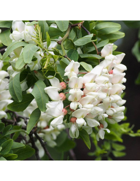 Robinia akacjowa Tortuosa Nana Robinia pseudoacacia