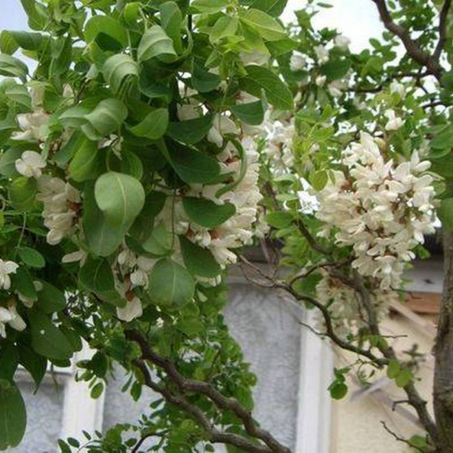 Tortuosa Nana Robinia pseudoacacia Robinia akacjowa