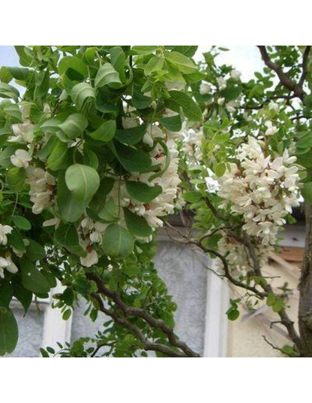 Tortuosa Nana Robinia pseudoacacia Robinia akacjowa